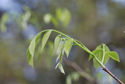 Cladrastis kentukea 'Perkins Pink' - křehovětvec žlutý 'Perkins Pink' - jarní pučení